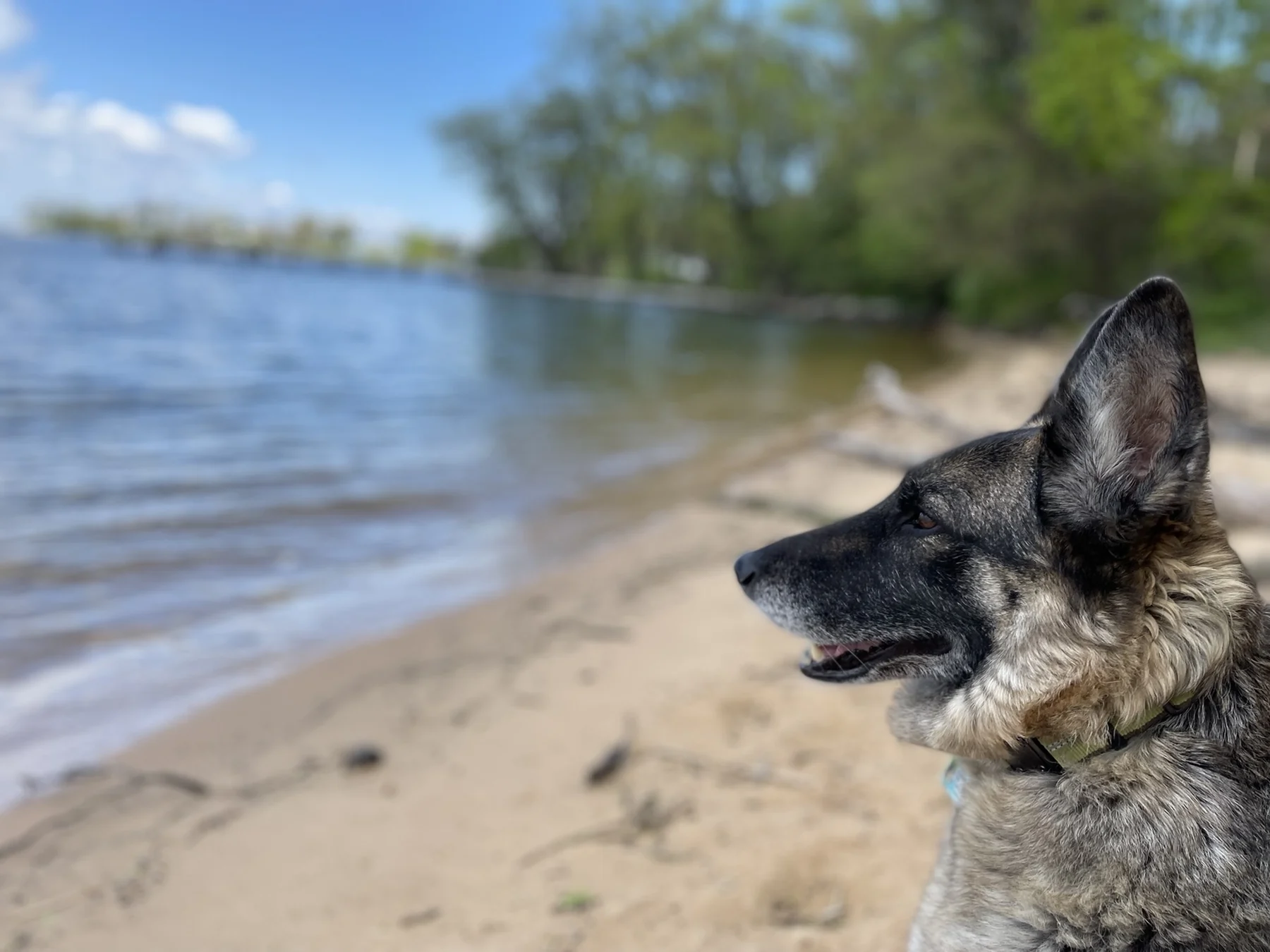 Shadow looking across the water from a sandy lakeshore