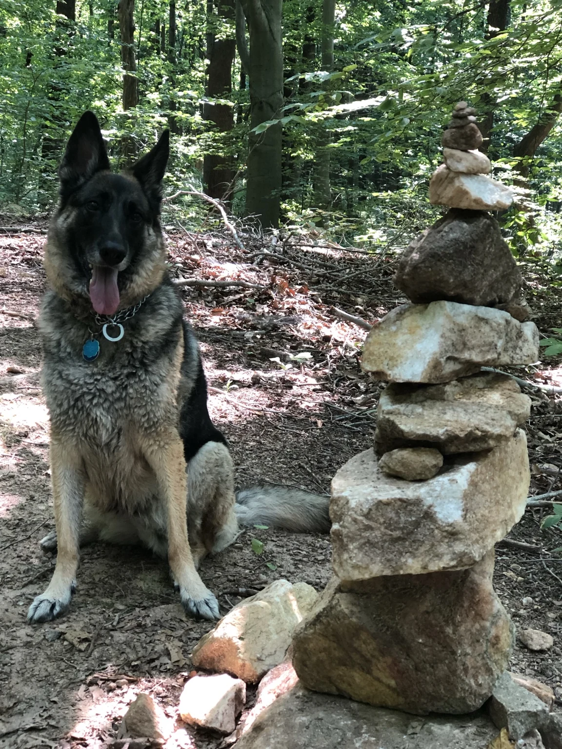 Shadow sitting beside a tall stone cairn in the woods