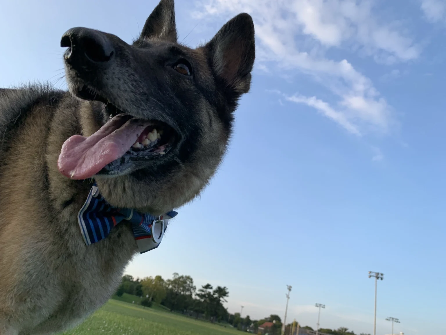 Shadow wearing a striped bow tie beneath a blue sky