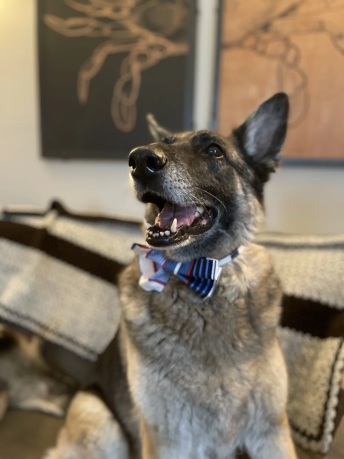 Shadow, a German Shepherd, wearing a striped bow tie