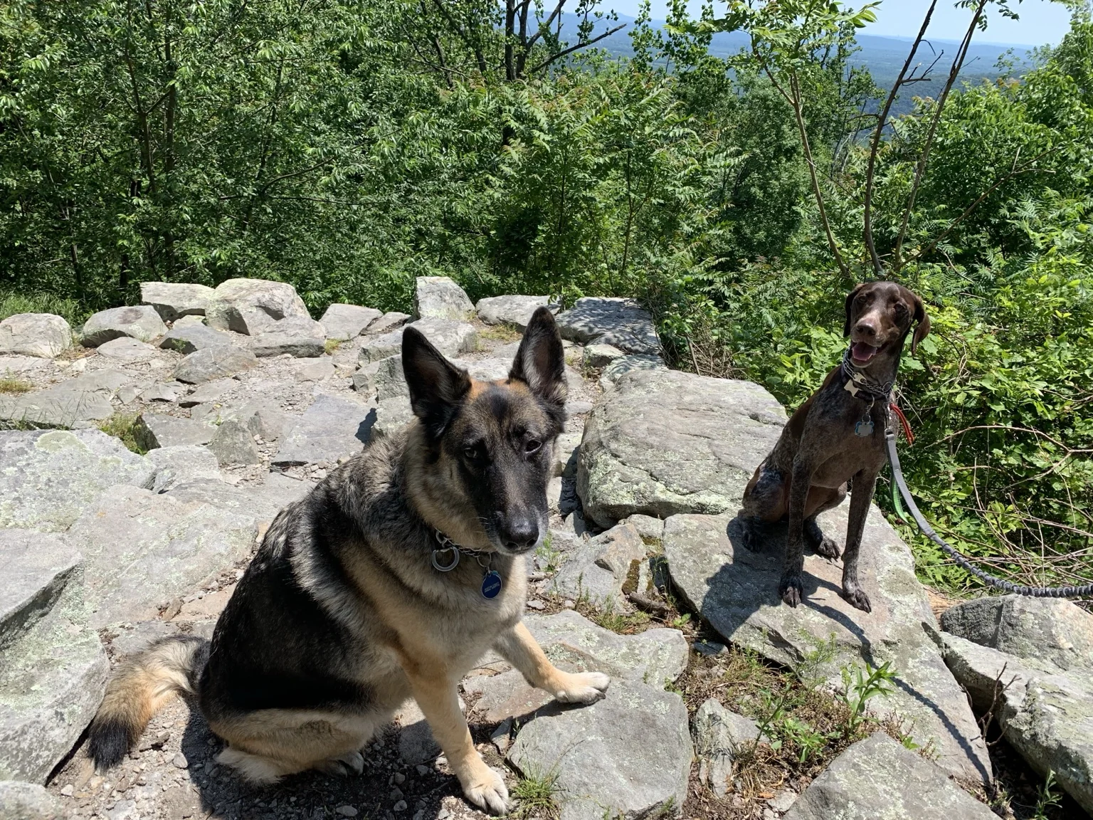 Shadow and another dog resting on a rocky mountain trail