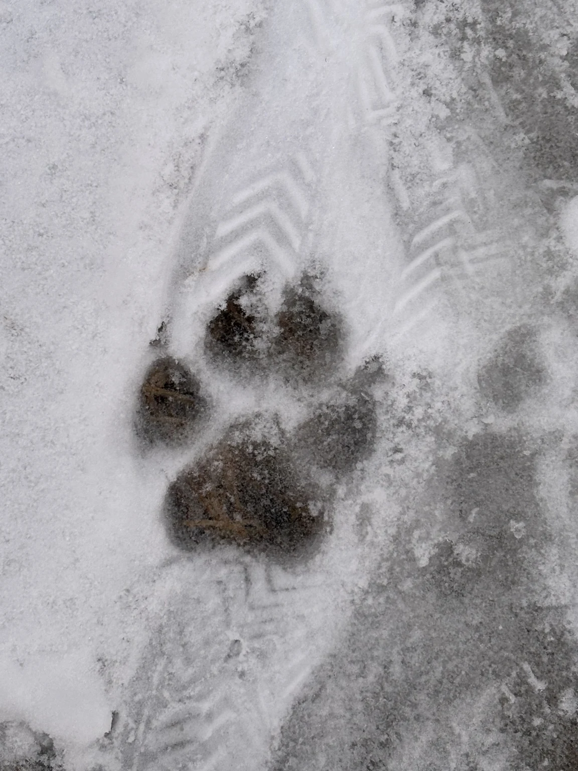A paw print in snow crossing human boot prints