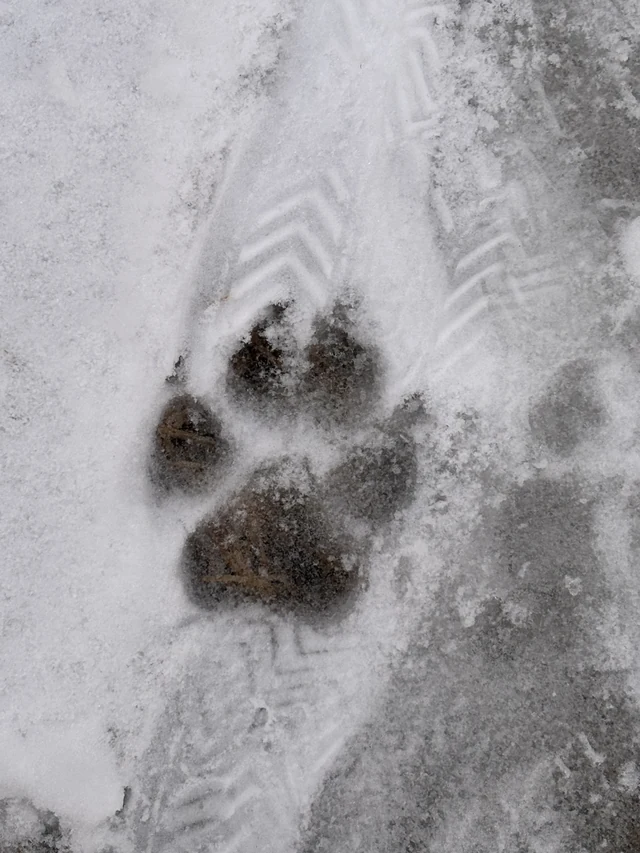 Shadow's paw print in snow