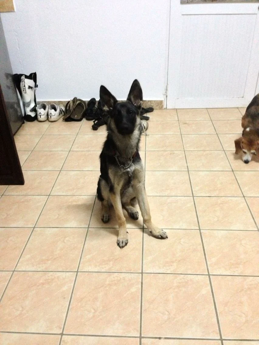 Shadow as a young puppy sitting on a tiled floor in Madagascar