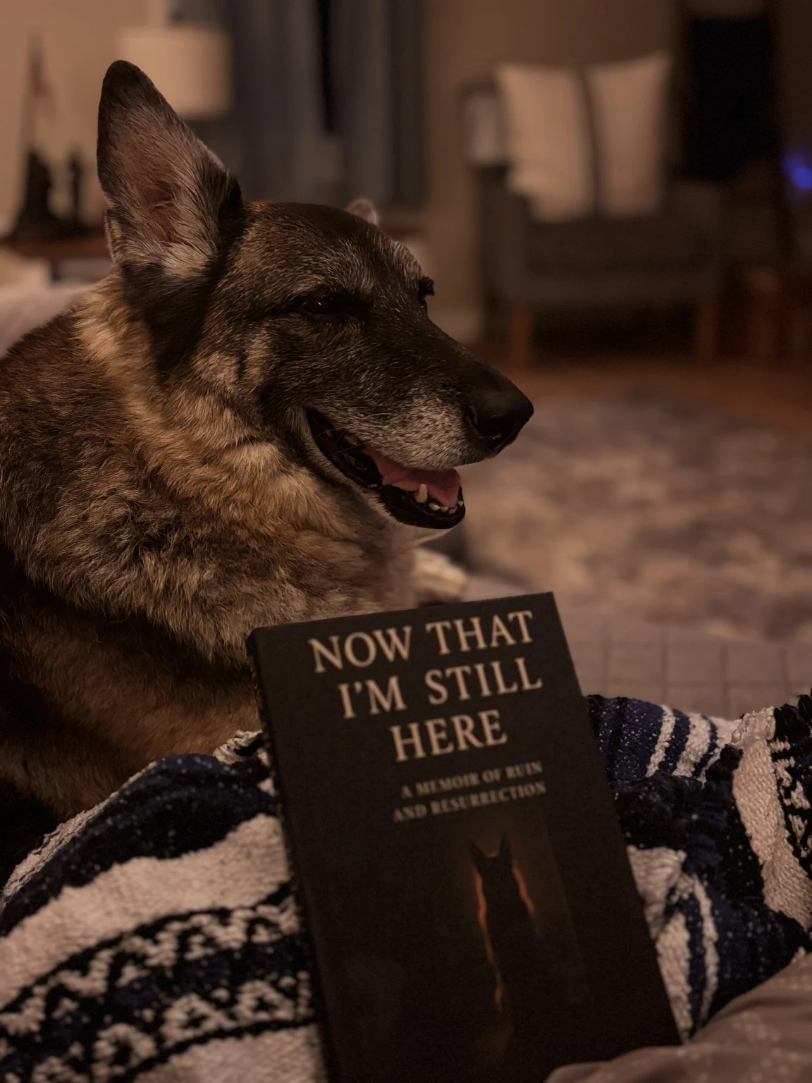 Shadow resting in warm evening light beside a copy of Now That I'm Still Here